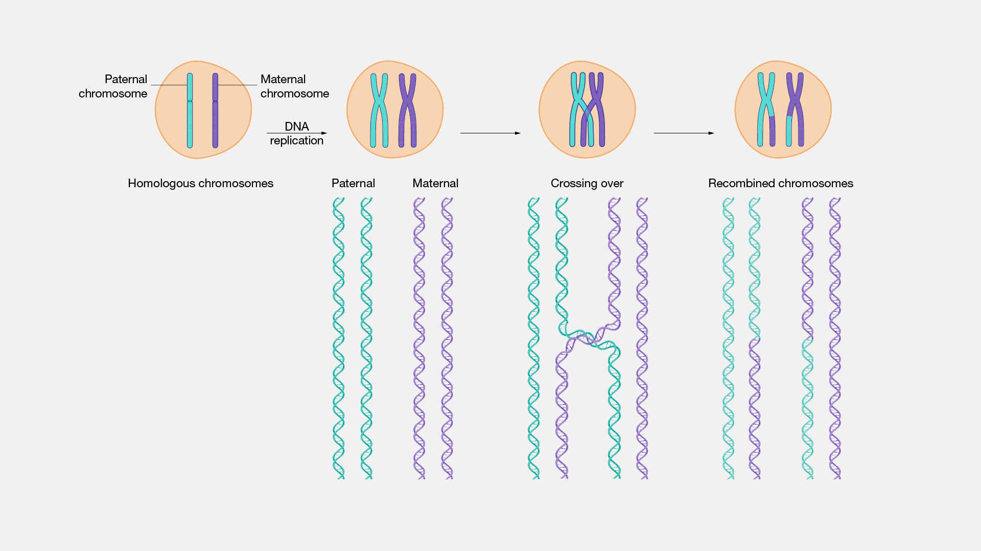 Recombination (from https://www.genome.gov/genetics-glossary/homologous-recombination)